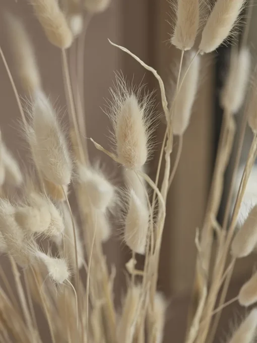 Cox & Cox Faux Stems|Faux Plants & Flowers<Dried Bunny Tail Bouquet