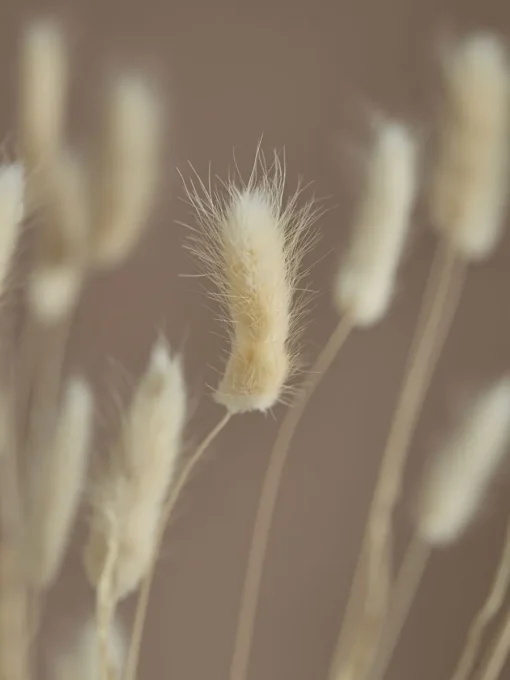 Cox & Cox Faux Stems|Faux Plants & Flowers<Dried Bunny Tail Bouquet