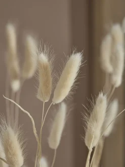 Cox & Cox Faux Stems|Faux Plants & Flowers<Dried Bunny Tail Bouquet