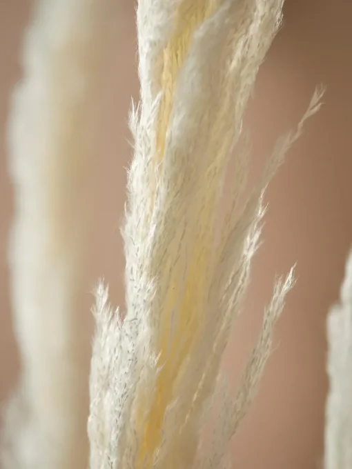 Cox & Cox Faux Stems|Faux Plants & Flowers<Six Pampas Grass Stems - Cream