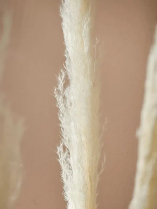 Cox & Cox Faux Stems|Faux Plants & Flowers<Six Pampas Grass Stems - Cream