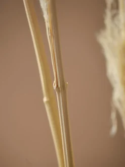 Cox & Cox Faux Stems|Faux Plants & Flowers<Six Pampas Grass Stems - Cream