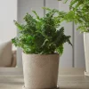 Cox & Cox Indoor Planting<Speckled Glazed Planter & Saucer - Small