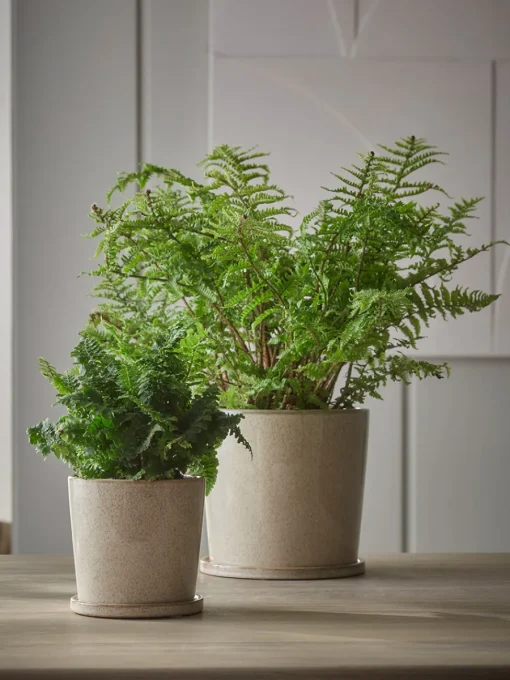 Cox & Cox Indoor Planting<Speckled Glazed Planter & Saucer - Small