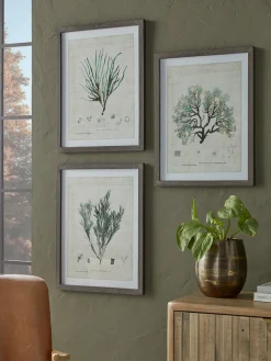 Cox & Cox Wall Art<Three Botanical Wall Art Prints