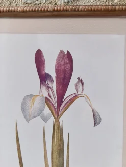 Cox & Cox Wall Art<Two Iris Framed Prints